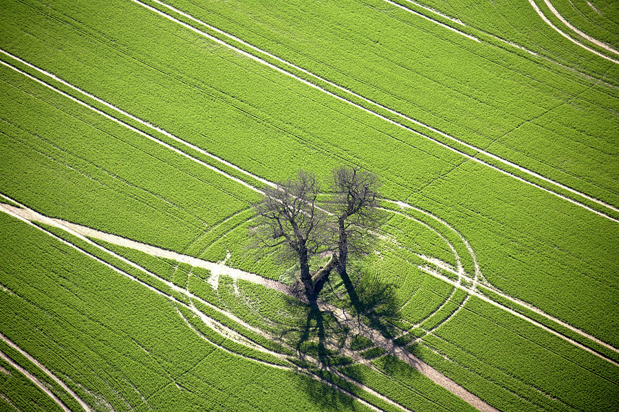 Aerial Abstract View Of Oak Trees And Photograph by Andrew Holt