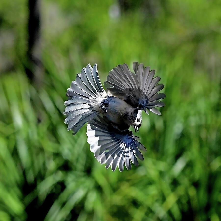 Bird Photograph - Aerial Acrobat by Stuart Harrison