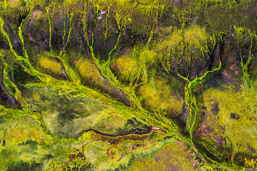 Abstract Photograph - Aerial Green Tree Abstract by James Bian