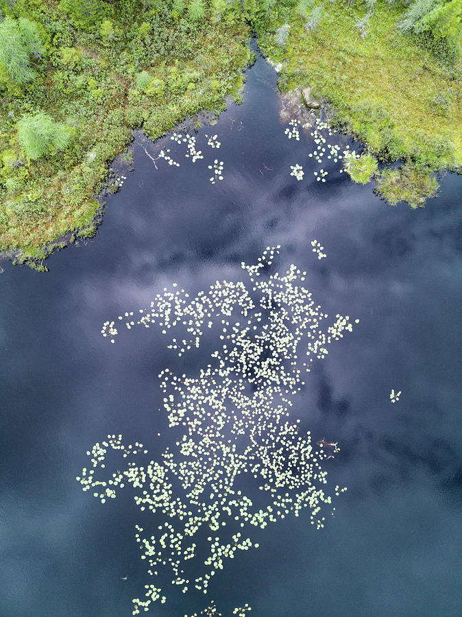 Aerial Of Lily Pads In Lake Photograph by Scott Leslie