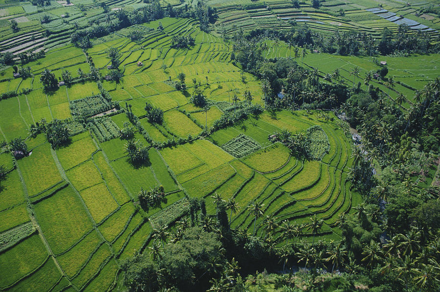 Aerial Of Rice Fields In Bali, Indonesia Photograph by Andrea Pistolesi