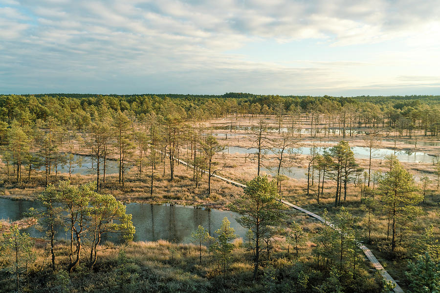 Aerial Of Viru Raba Or Bog Swamp At Lahemaa National Park In Autumn ...