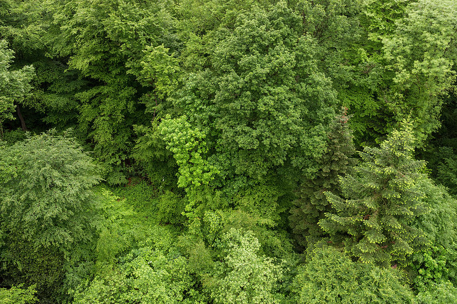 Aerial View Of A Mixed Forest, Spruce picea Abies, Beech fagus Sylvatica And Wild Cherry prunus Avium, Emmendingen, Baden-wuerttemberg, Germany Photograph by Daniel Schoenen Fotografie