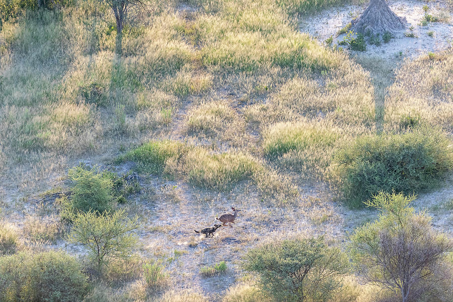 Aerial View Of A Wild Hunting A Gazelle In A Wooded Area Photograph by Cavan Images