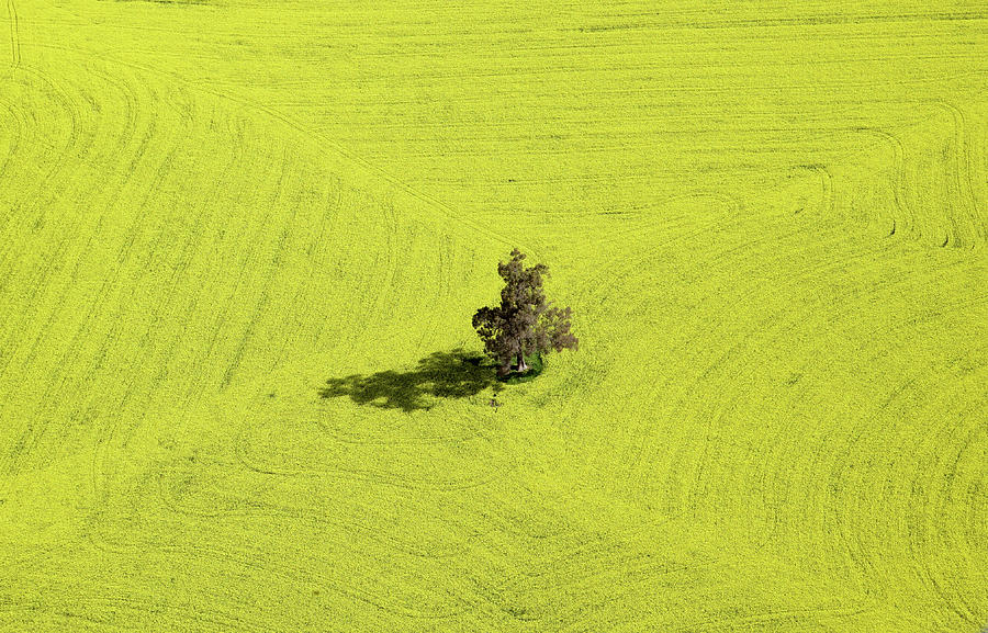 Aerial View Of Canola Field Photograph by Oliver Strewe