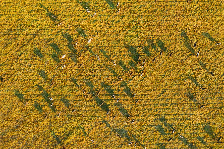 Summer Photograph - Aerial View Of Cattle Of Cows Grazing by Ryhor Bruyeu
