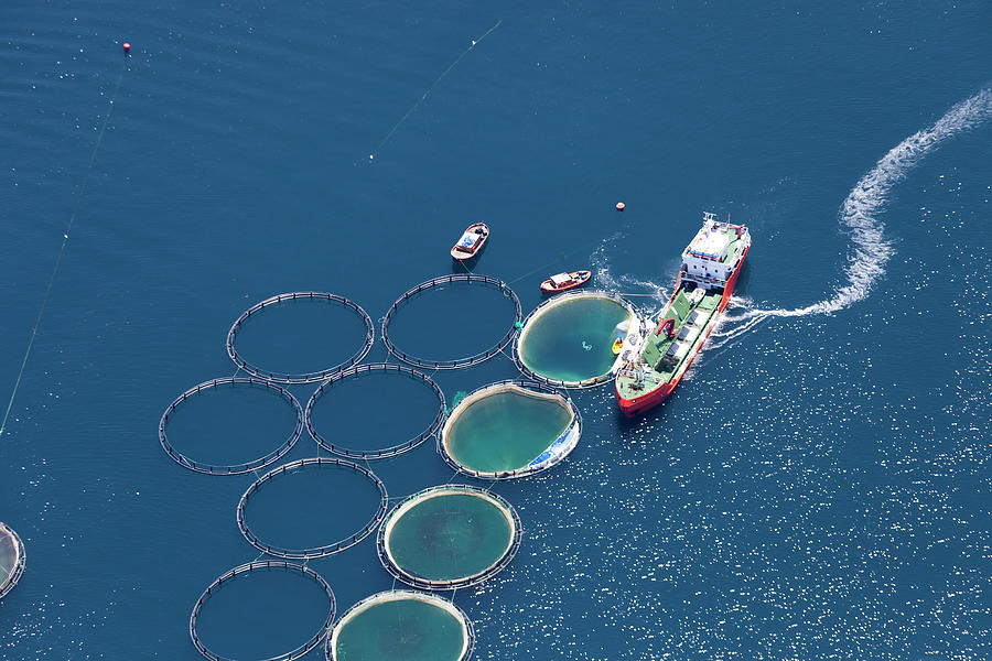 Fish Photograph - Aerial View Of Fish Farm by Gece33