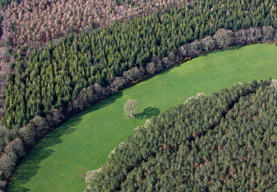Aerial View Of Forest Photograph by Allan Baxter