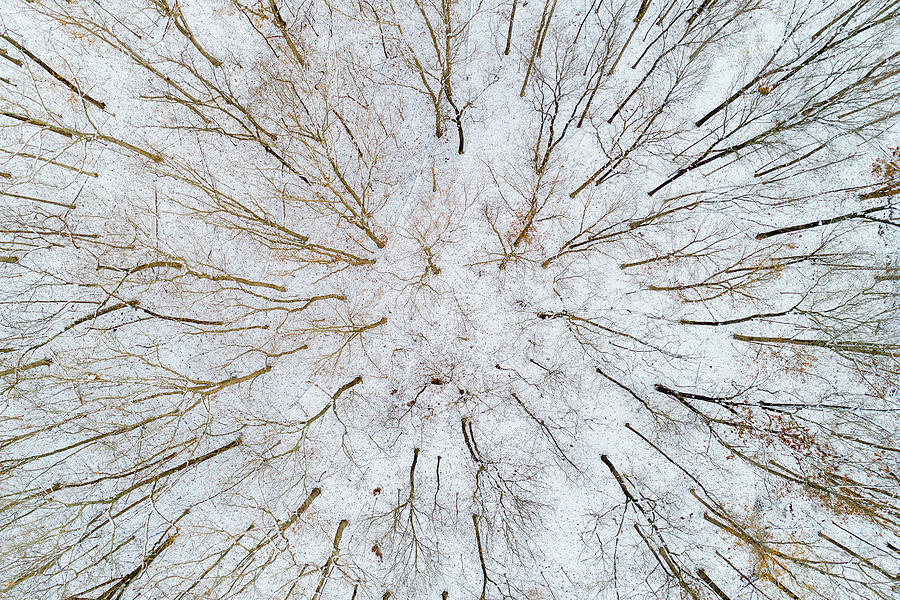 Aerial View Of Forest In Winter, Marion Photograph by Panoramic Images