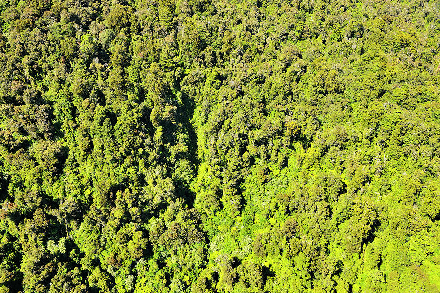 Aerial View Of Forest Photograph by Raimund Linke