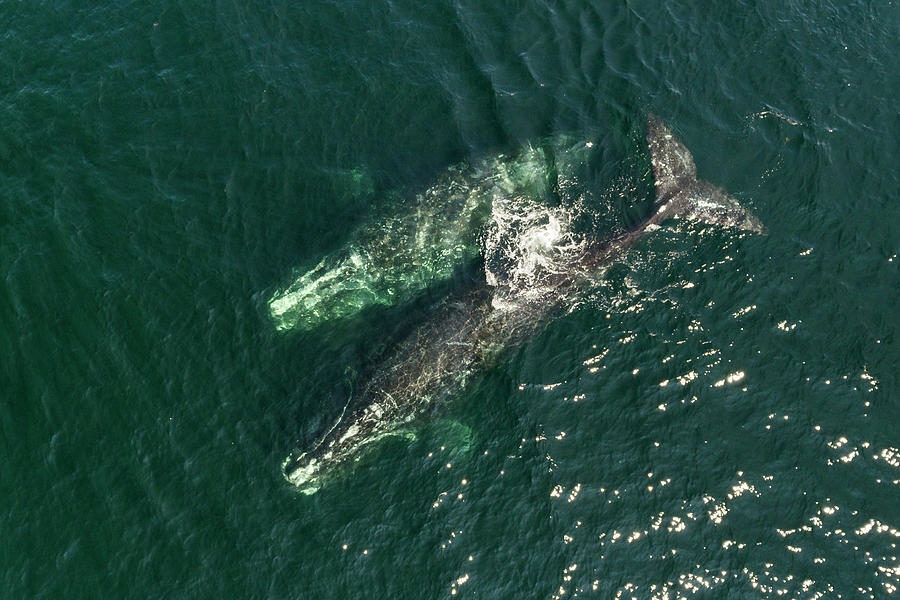 Aerial View Of North Atlantic Right Whales At The Surface Photograph by Nick Hawkins / Naturepl.com Aerial View Of North Atlantic Right Whales At The Surface Photograph by Nick Hawkins / Naturepl.com