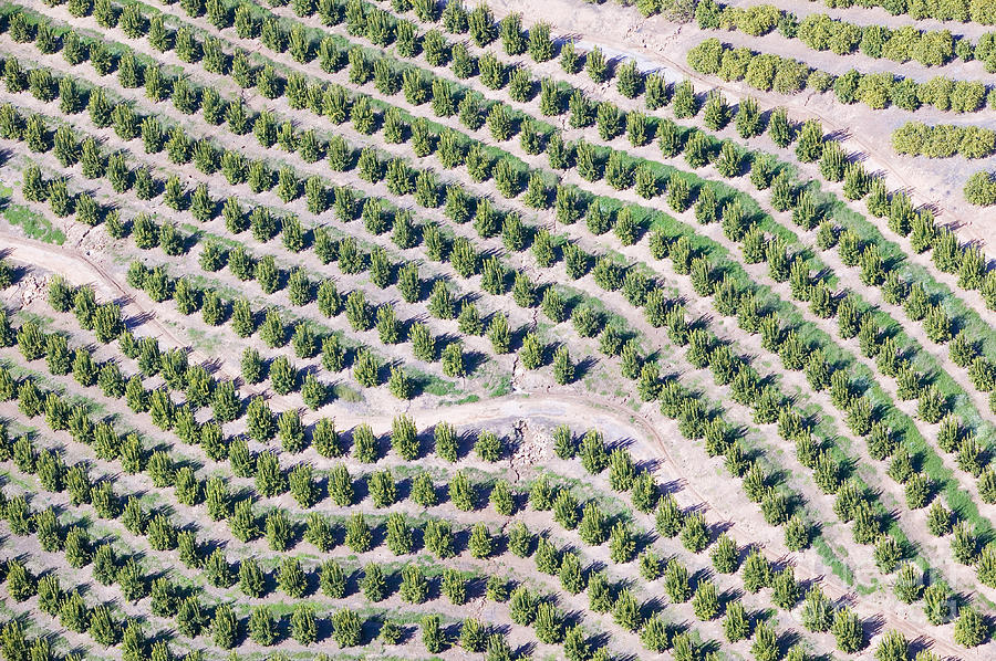 Usa Photograph - Aerial View Of Orange Grove In Ventura by Joseph Sohm Usa Photograph - Aerial View Of Orange Grove In Ventura by Joseph Sohm