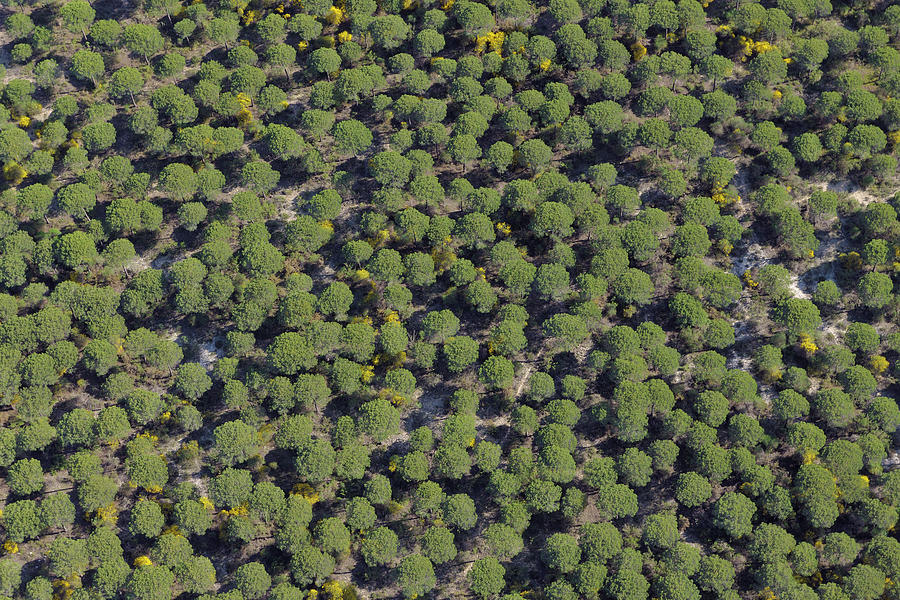 Aerial View Of Pine Forest Photograph by Martin Ruegner