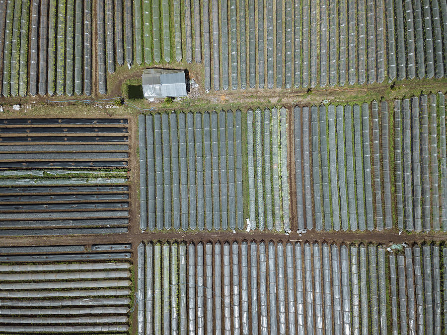 Aerial View Of Plant Nursery Photograph by Cavan Images - Fine Art America