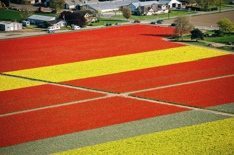 Aerial View Of Rows Of Yellow And Red Photograph by Pete Saloutos