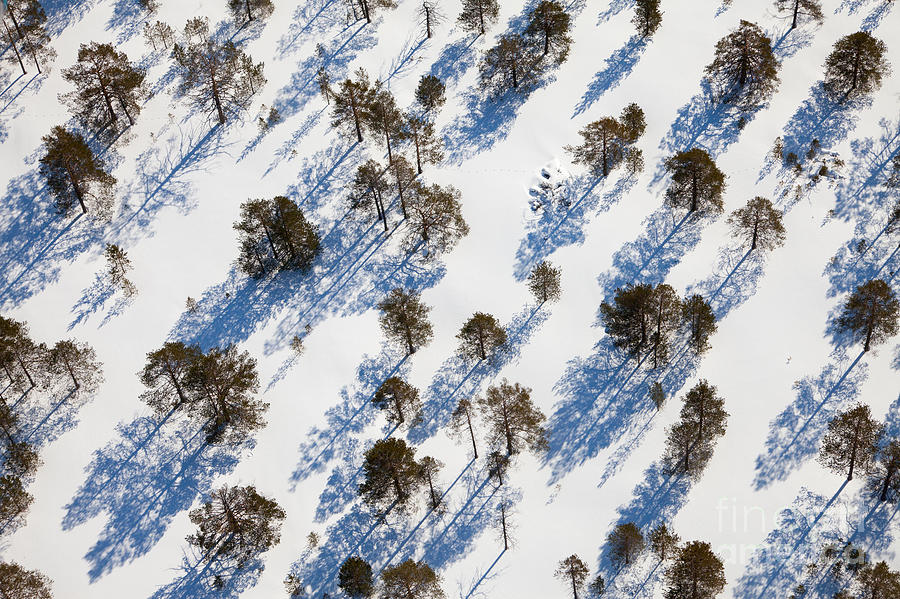 Altitude Photograph - Aerial View Of The Sparse Growth Of by Vladimir Melnikov Altitude Photograph - Aerial View Of The Sparse Growth Of by Vladimir Melnikov