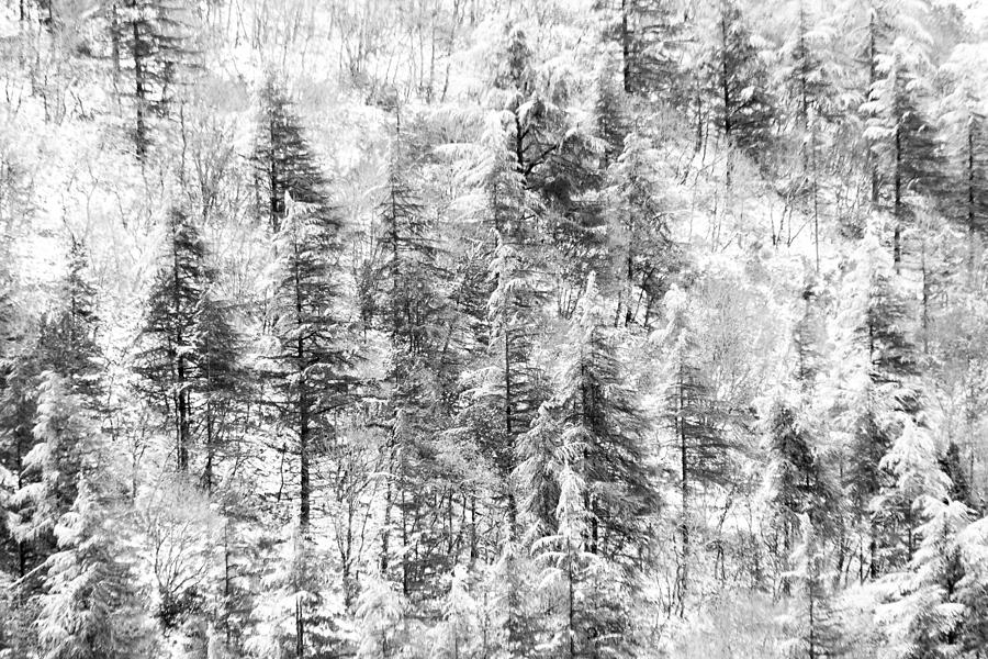 Tree Photograph - Aerial View Of Trees Covered By Snow by Massimo Discepoli