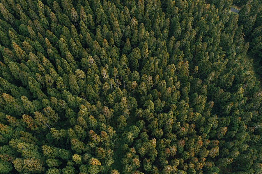 Aerial View Of Trees Growing At Reunion Island Photograph by Cavan ...