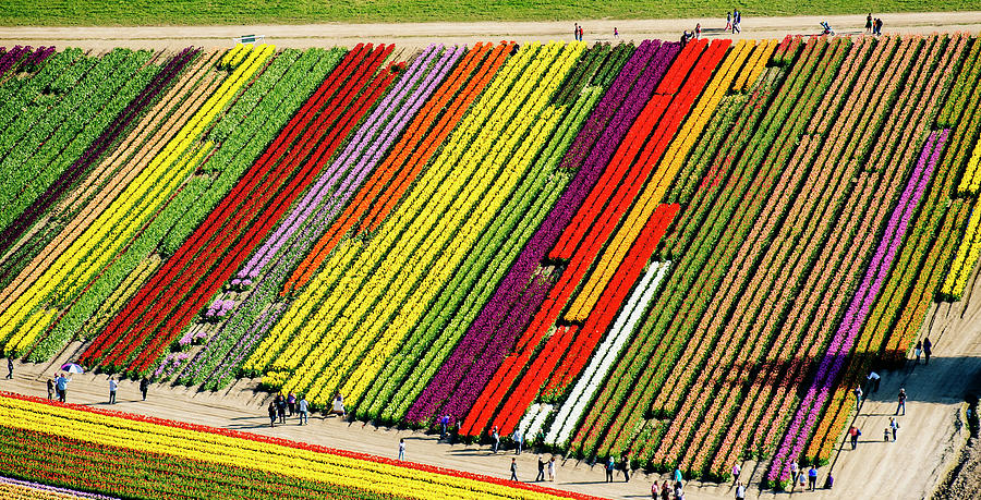 Aerial View Of Tulip Fields Photograph by Pete Saloutos