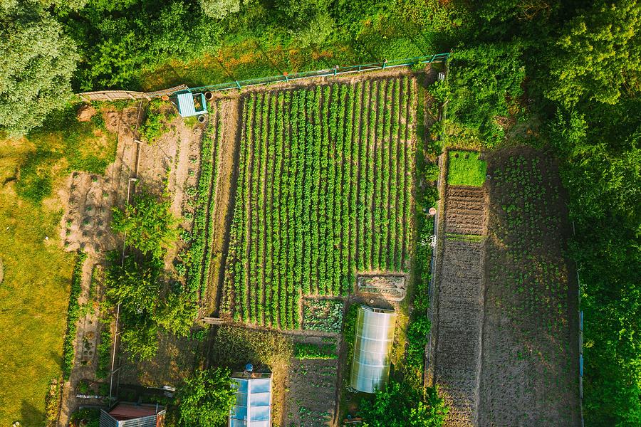 Potato Photograph - Aerial View Of Vegetable Garden by Ryhor Bruyeu