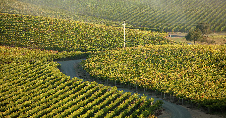 Aerial View Of Vineyards Photograph by Epicurean
