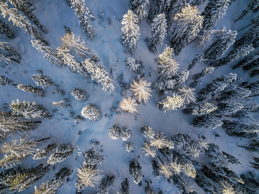 Aerial View, Pine Tree Digital Art by Manfred Bortoli