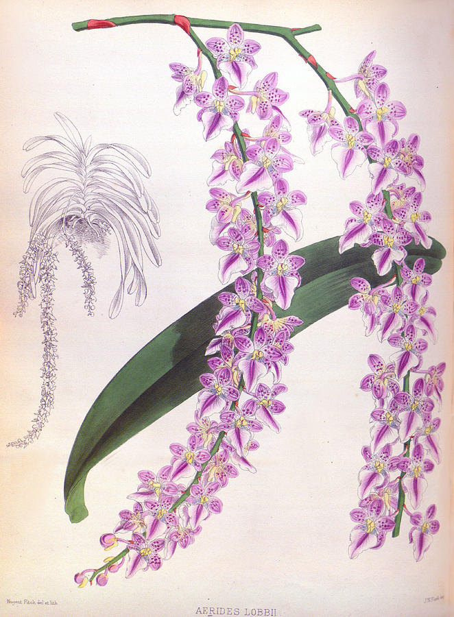 Aerides Lobbii Vintage Lindenia Orchid by Jean Jules Linden Aerides Lobbii Vintage Lindenia Orchid by Jean Jules Linden