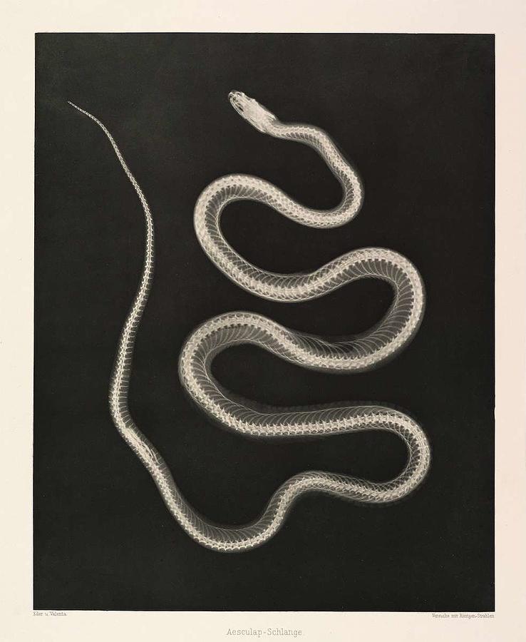 Snake Painting - Aesculapian Snake Josef Maria Eder and Eduard Valenta  1896 by Celestial Images