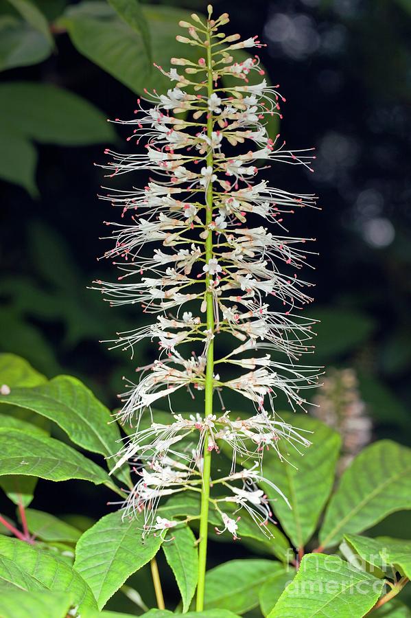 Aesculus Hippocastanum Photograph by Dr Keith Wheeler/science Photo Library