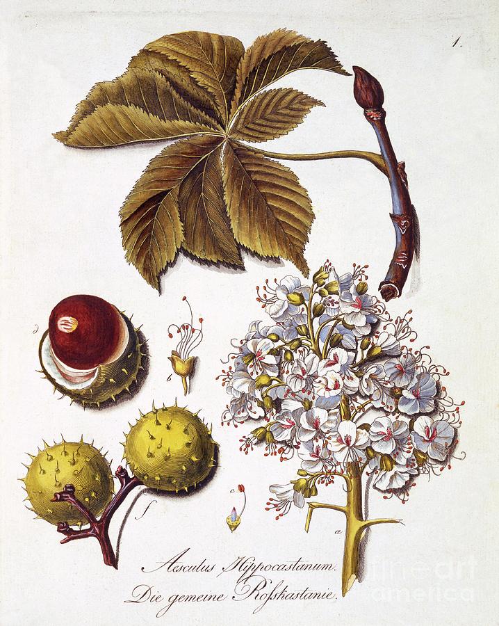 Aesculus Hippocastanum Drawing by Heritage Images