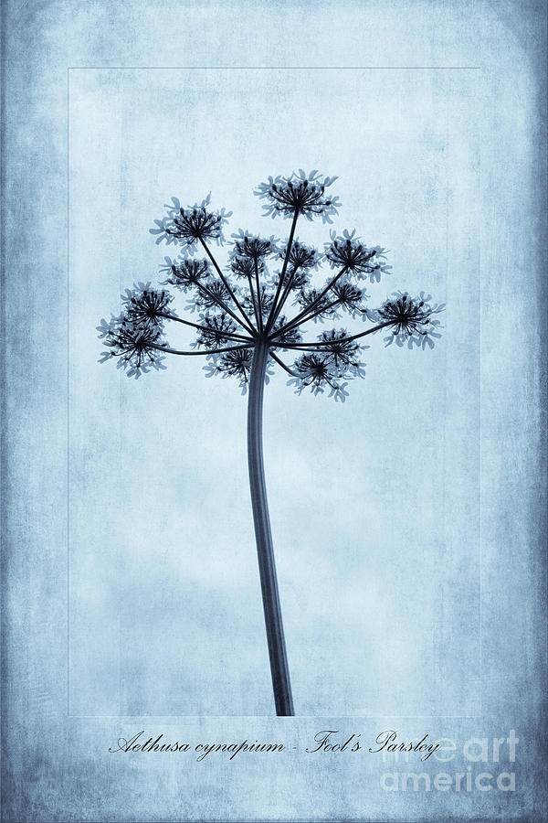 Aethusa Cynapium Cyanotype Photograph