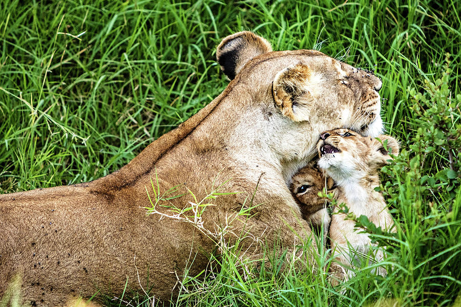 Motherly Lion Love Photograph