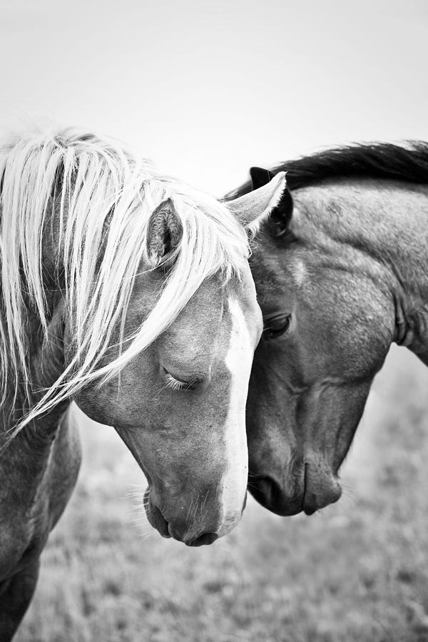Black And White Photograph - Affectionate Quarter Horses In Black by Ken Gillespie Photography