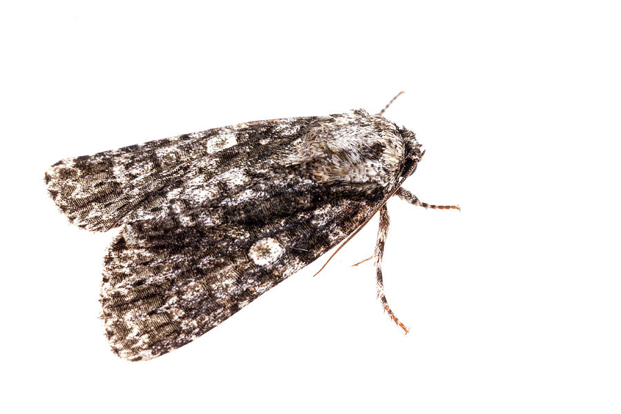 Afflicted Dagger Moth On White Background, Tuscaloosa Photograph by ...