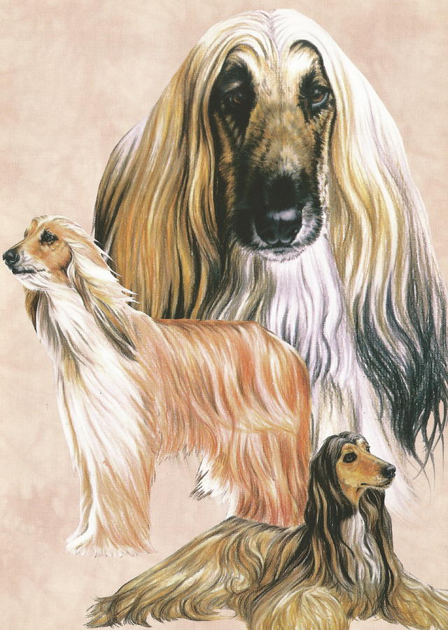 Afghan Hound Alteration Drawing by Barbara Keith