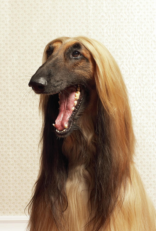 Afghan Hound Sitting In Room Photograph by Dtp