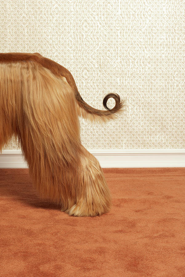 Afghan Hound Standing In Room, End Photograph by Dtp