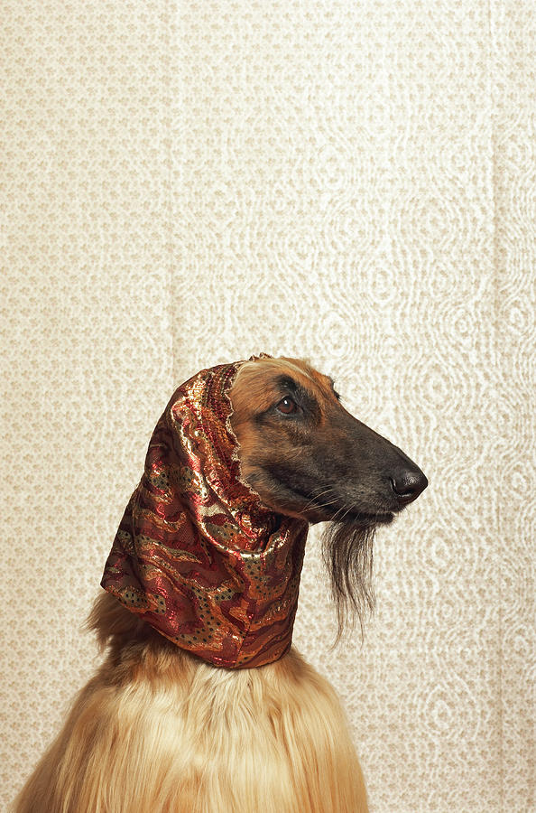 Afghan Hound Wearing Scarf Photograph by Dtp