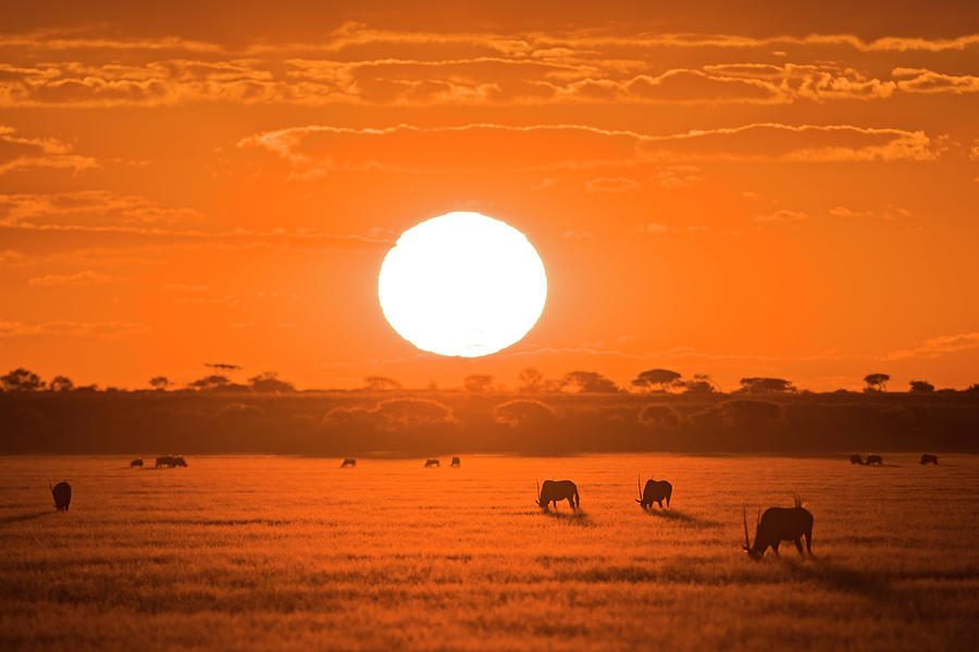 Africa, Botswana, Silhouette Of Gemsbok Photograph by Westend61
