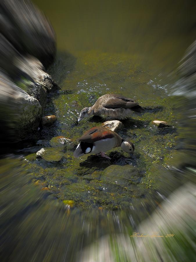 Whistling Ducks Photograph by Richard Thomas