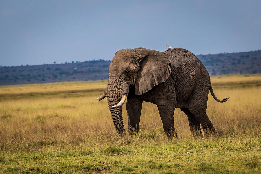 Africa - Elephant Grazing Photograph by Jon Berghoff