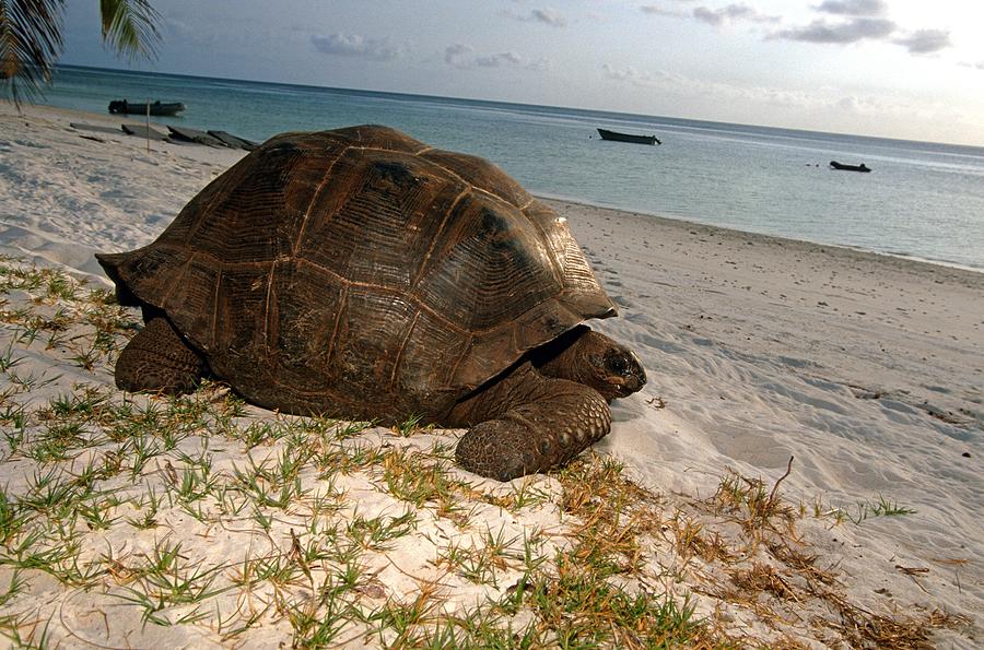 Beach Digital Art - Africa, Giant Turtle by Roberto Rinaldi
