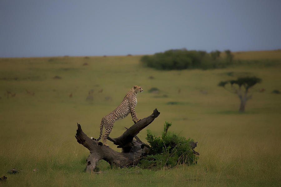 Africa. Kenia.masai Mara.cheetah Photograph by Buena Vista Images