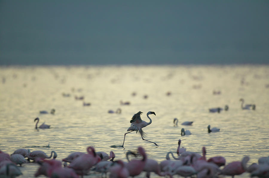 Africa, Kenya, Lake Nakuru National Photograph by Paul Souders