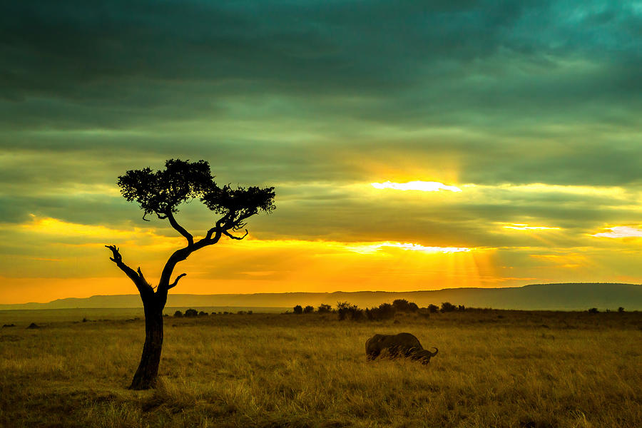 Africa Light Photograph by Jie Jin - Fine Art America