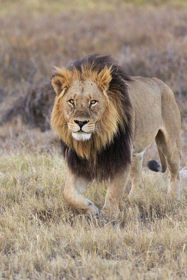 Africa Lion In The Okavango Photograph by Suzi Eszterhas