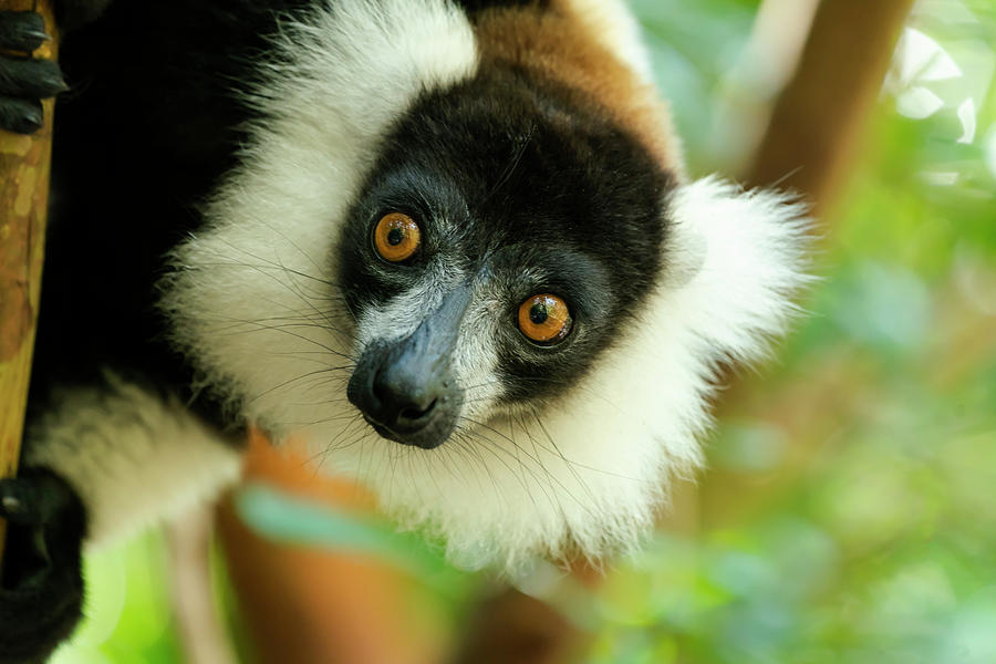 Africa, Madagascar, Lake Ampitabe Photograph by Ellen Goff - Fine Art ...