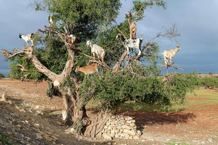 Africa, Morocco Goats In Tree Credit Photograph By Jaynes Gallery 