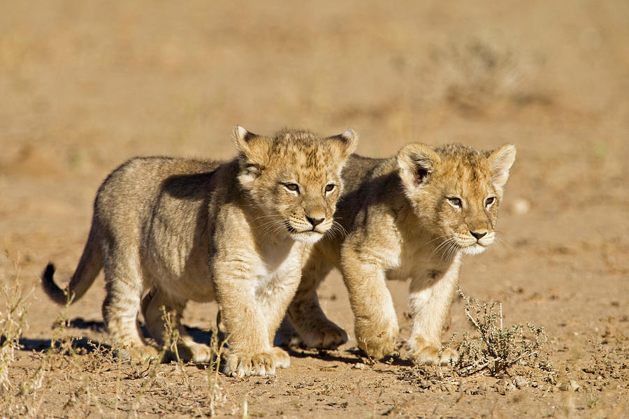 Africa, Namibia, African Lion Cubs Photograph by Westend61
