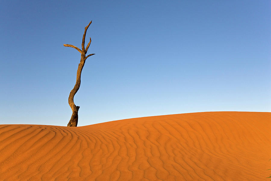 Africa, Namibia, Dead Tree By Sand Dune Photograph by Westend61